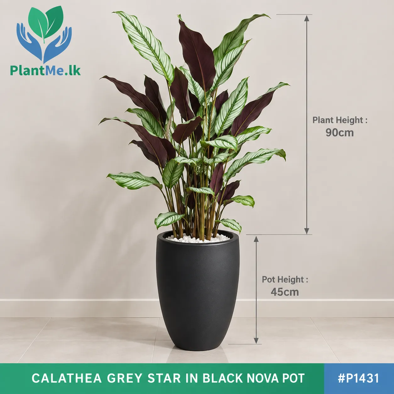 Calathea Grey Star in Premium Pots - Image 4