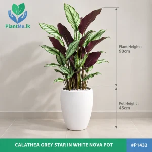 Calathea Grey Star in Premium Pots