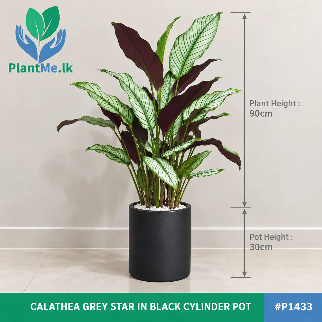 Calathea Grey Star in Premium Pots - Image 6
