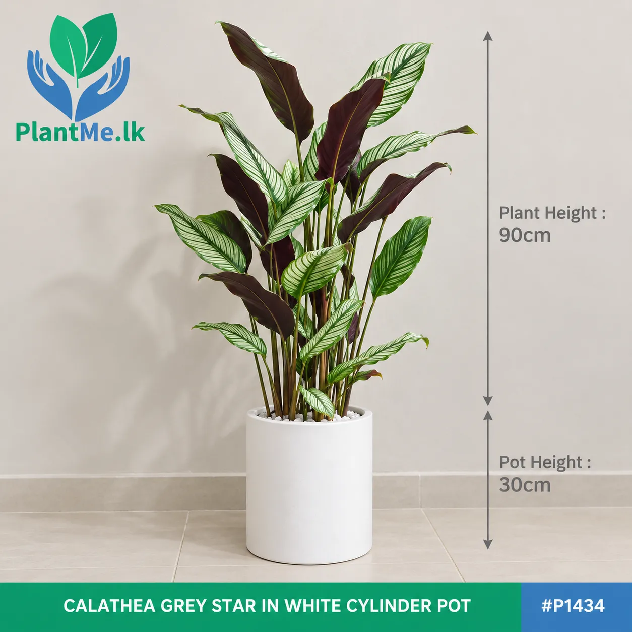 Calathea Grey Star in Premium Pots - Image 7