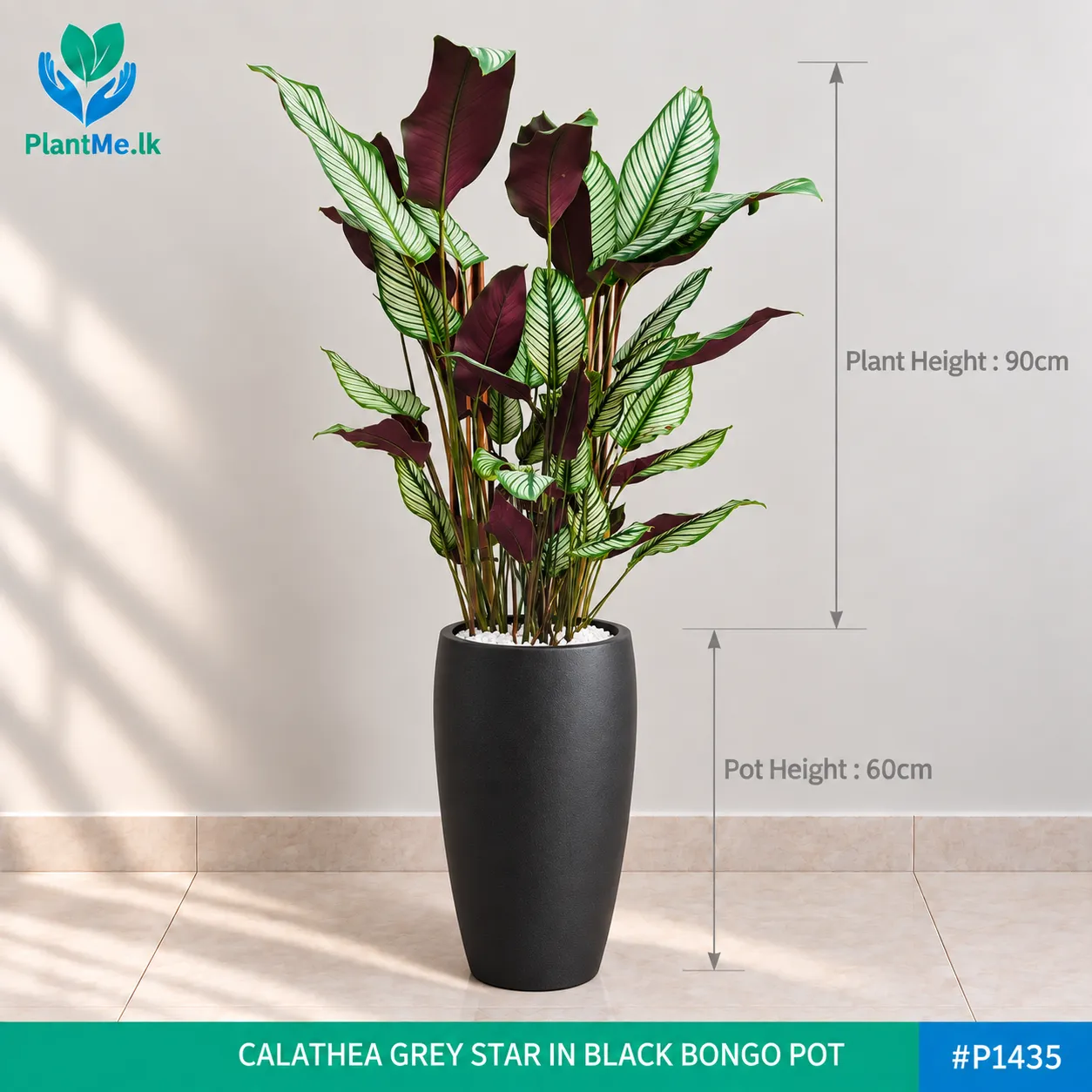 Calathea Grey Star in Premium Pots - Image 8
