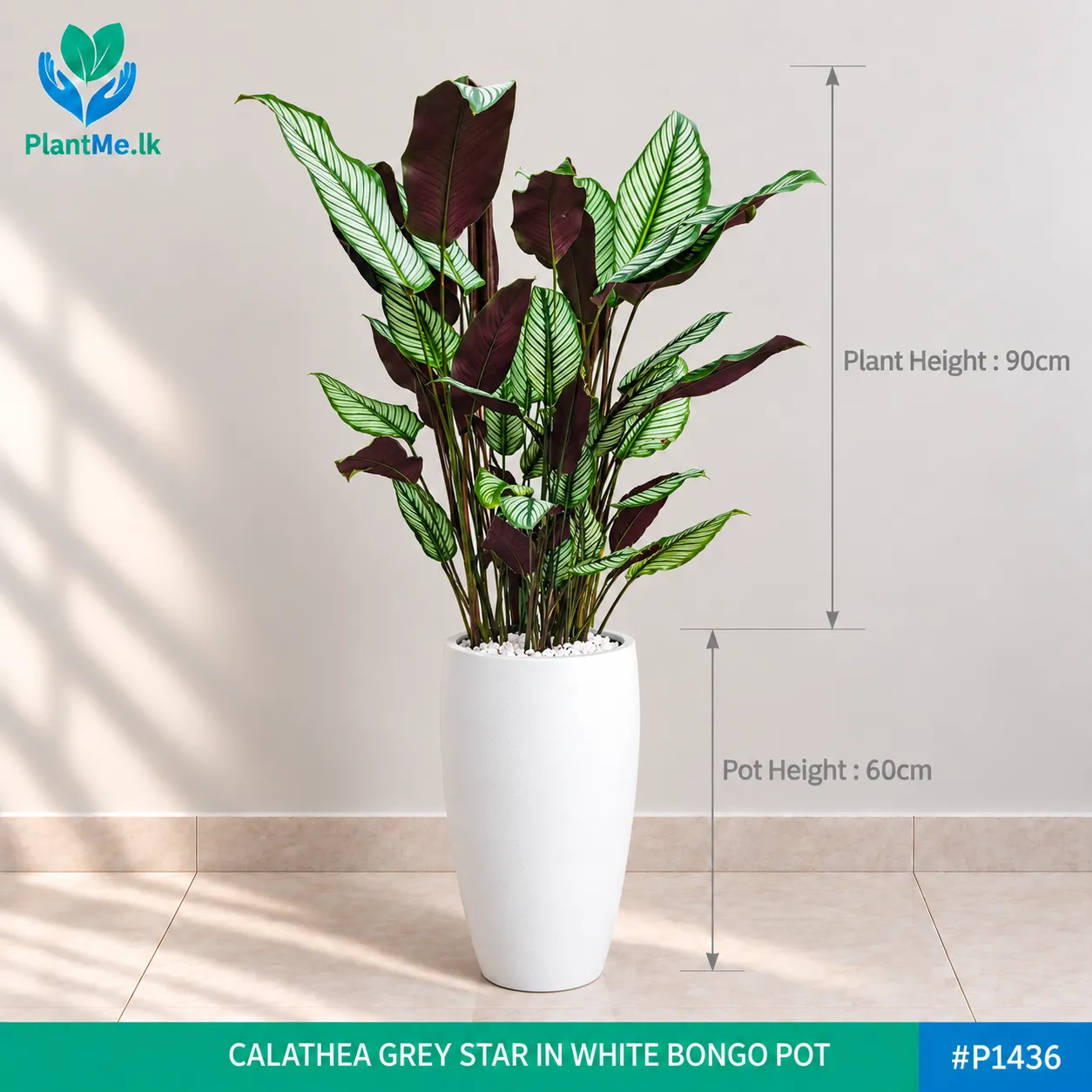 Calathea Grey Star in Premium Pots - Image 9