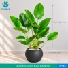 Calathea Lutea in Premium Pots