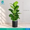 Fiddle Leaf Fig in Premium Pots