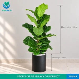 Fiddle Leaf Fig in Premium Pots
