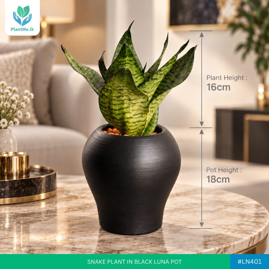 Snake Plant in Luna Pot