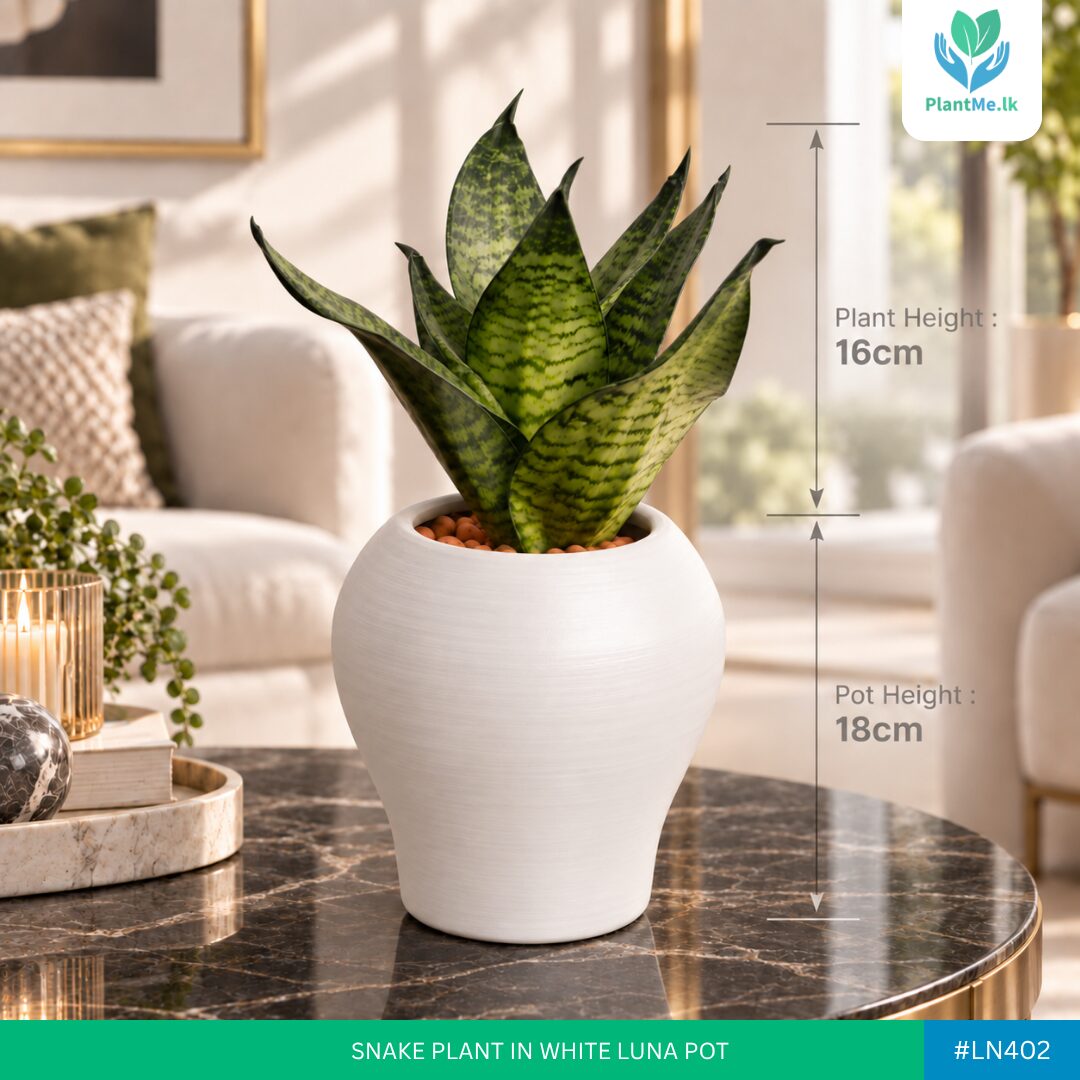 Snake Plant in Luna Pot - Image 2